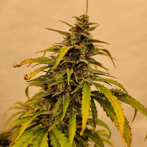 Bubby WC growlog timeline photo