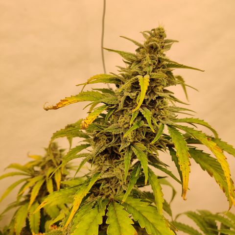 Bubby WC growlog timeline photo