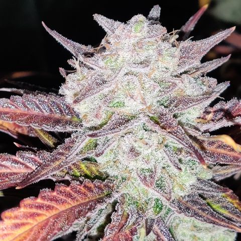RB Purple Scoops growlog timeline photo