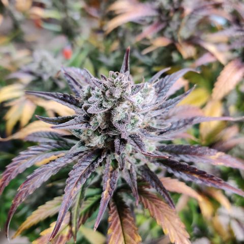 RB Purple Scoops growlog timeline photo