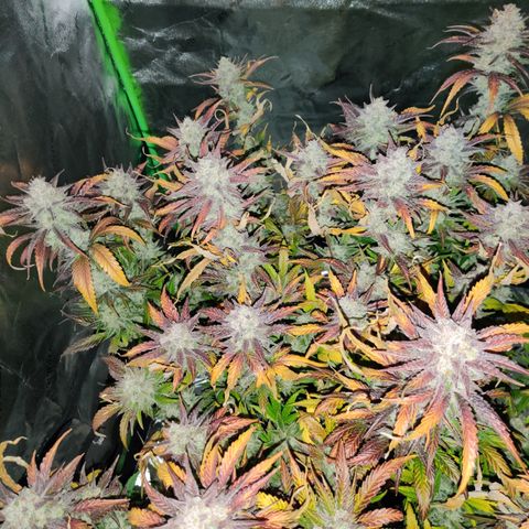 RB Purple Scoops growlog timeline photo