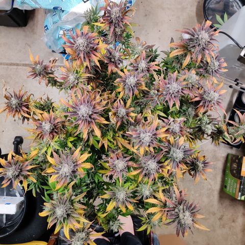 RB Purple Scoops growlog timeline photo
