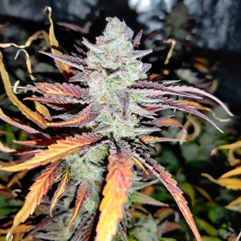 RB Purple Scoops growlog timeline photo