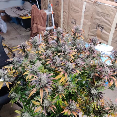 RB Purple Scoops growlog timeline photo