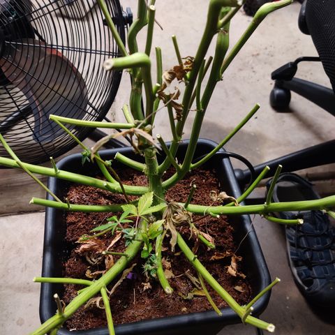 RB Purple Scoops growlog timeline photo