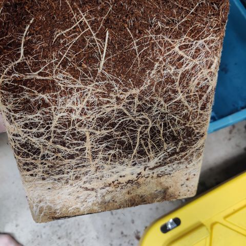 RB Purple Scoops growlog timeline photo