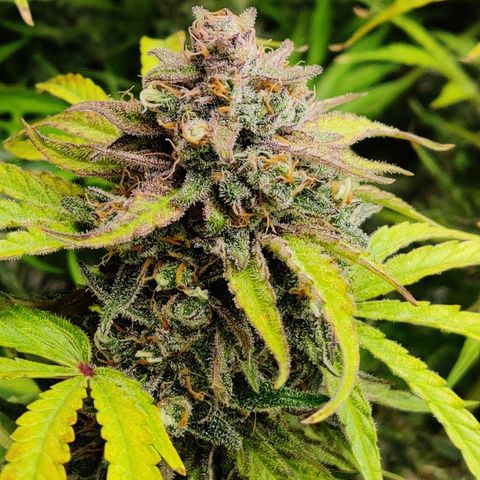 NO Margie growlog timeline photo