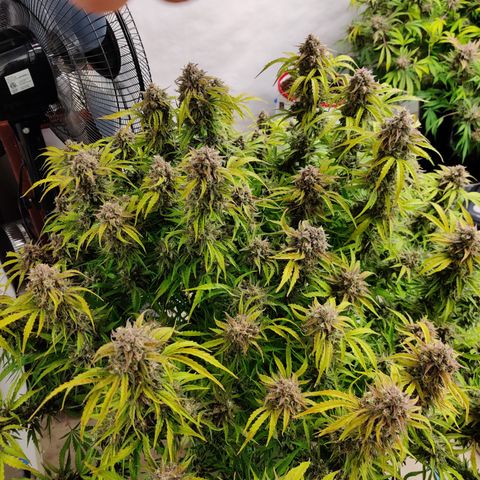 NO Margie growlog timeline photo
