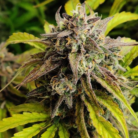 NO Margie growlog timeline photo