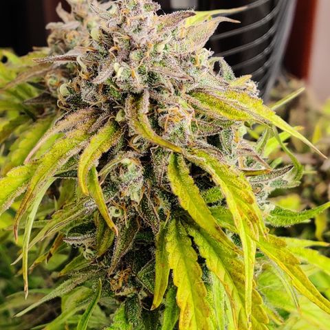 NO Margie growlog timeline photo