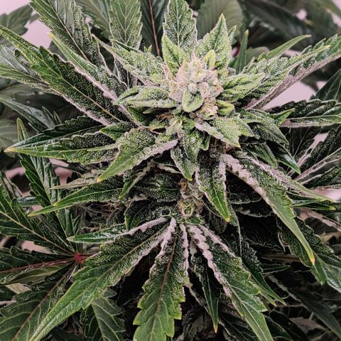 Meph 🍊 ⛽ growlog timeline photo