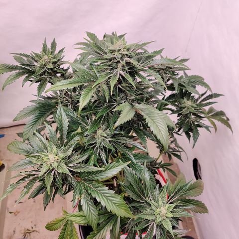 Meph 🍊 ⛽ growlog timeline photo