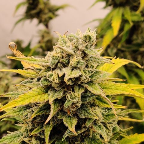 Bubby WC growlog timeline photo