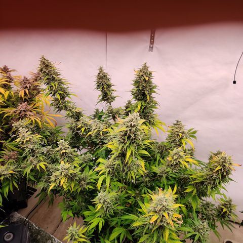 Bubby WC growlog timeline photo