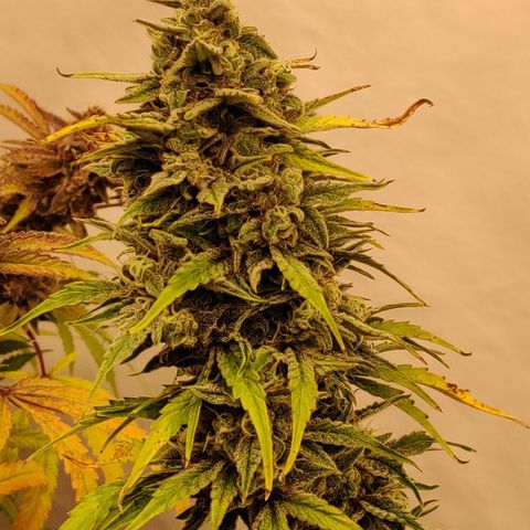 Bubby WC growlog timeline photo