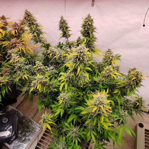 Bubby WC growlog timeline photo