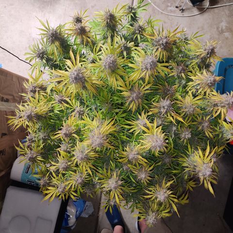 NO Margie growlog timeline photo