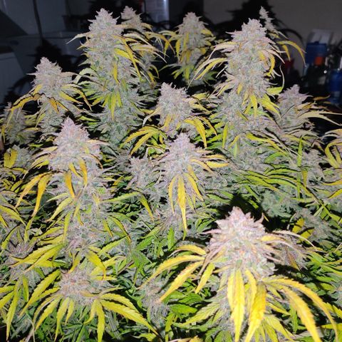 NO Margie growlog timeline photo