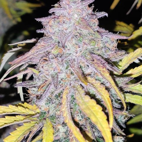 NO Margie growlog timeline photo