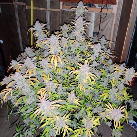 Juday Gems_1 growlog timeline photo