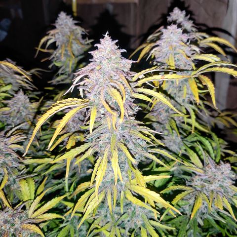 NO Margie growlog timeline photo
