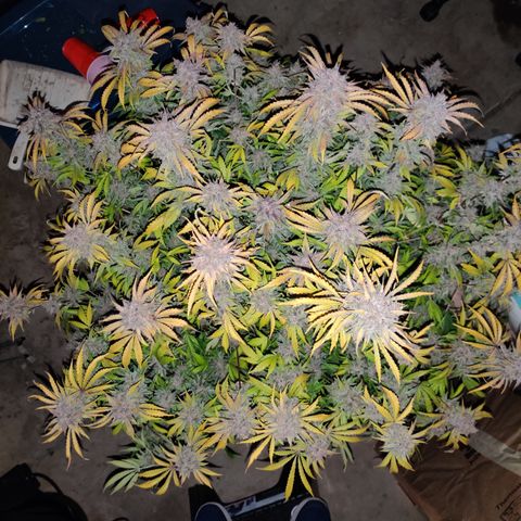 Juday Gems_1 growlog timeline photo