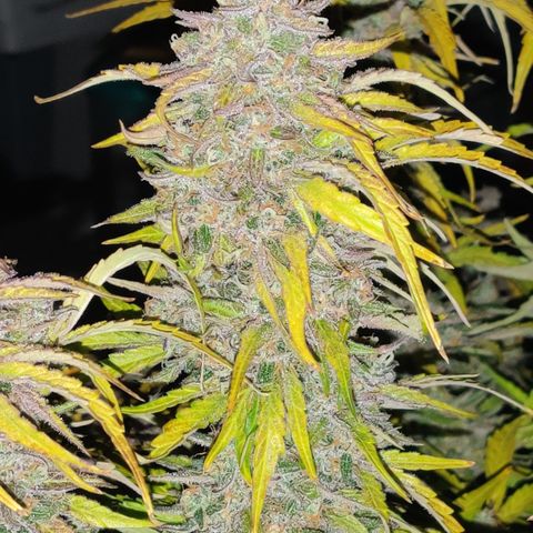 NO Margie growlog timeline photo