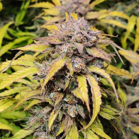 NO Margie growlog timeline photo