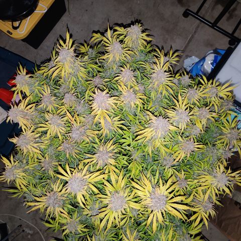 NO Margie growlog timeline photo