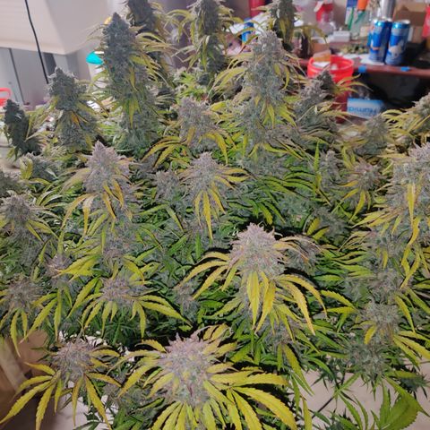 NO Margie growlog timeline photo