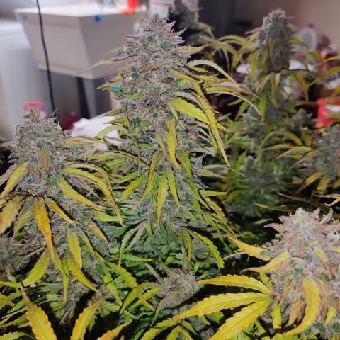 NO Margie growlog timeline photo