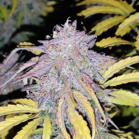 NO Margie growlog timeline photo