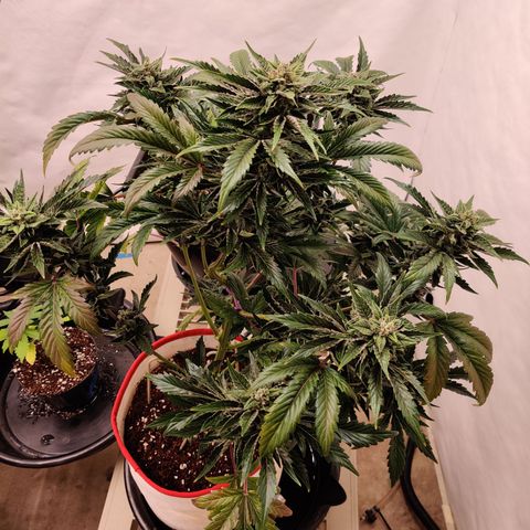 Meph 🍊 ⛽ growlog timeline photo