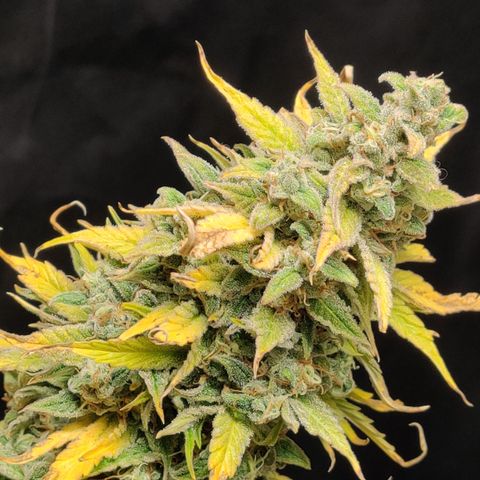 Bubby WC growlog timeline photo