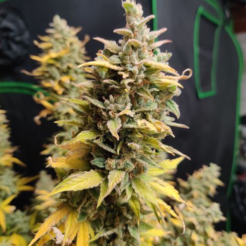 Bubby WC growlog timeline photo