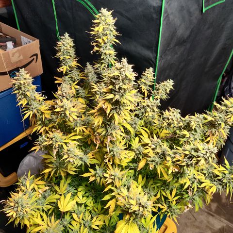 Bubby WC growlog timeline photo