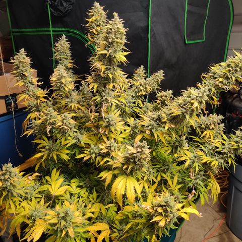 Bubby WC growlog timeline photo