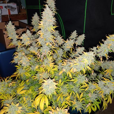 Bubby WC growlog timeline photo