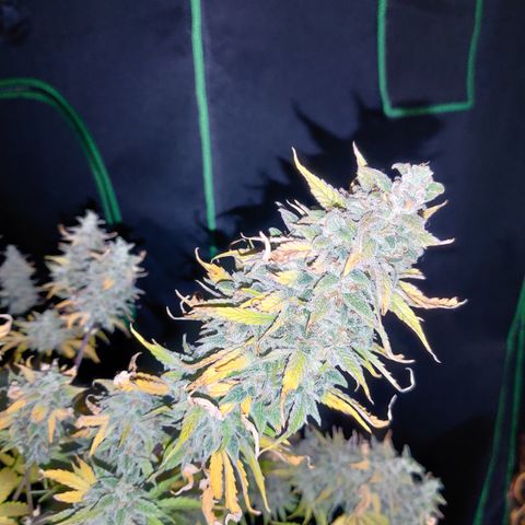 Bubby WC growlog timeline photo