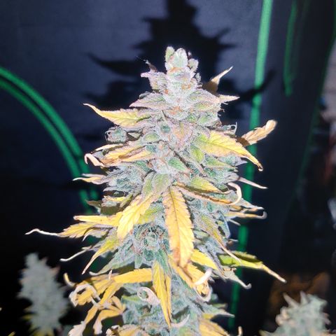 Bubby WC growlog timeline photo
