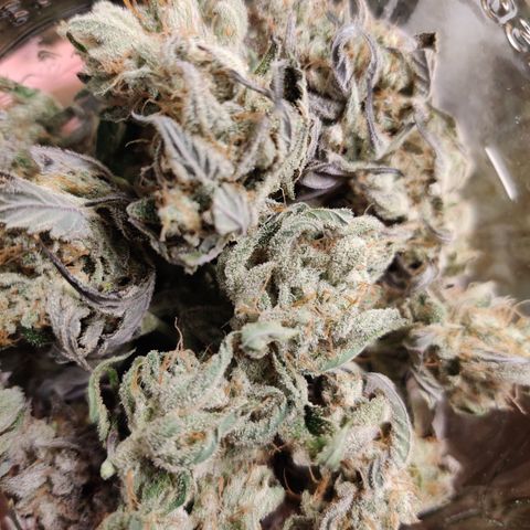 RB Purple Scoops growlog timeline photo
