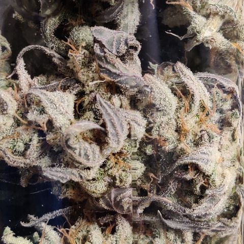RB Purple Scoops growlog timeline photo