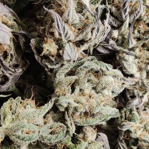RB Purple Scoops growlog timeline photo
