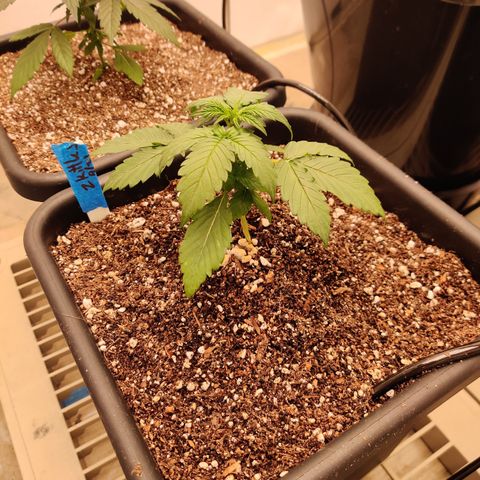 zKiTz growlog timeline photo
