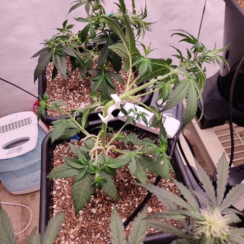 zKiTz growlog timeline photo