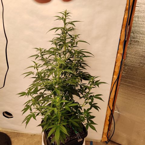 zKiTz growlog timeline photo