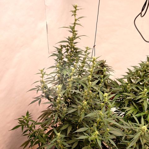 zKiTz growlog timeline photo
