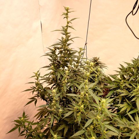zKiTz growlog timeline photo