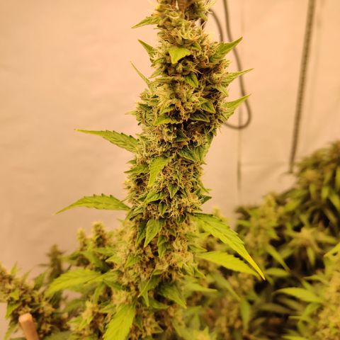 zKiTz growlog timeline photo