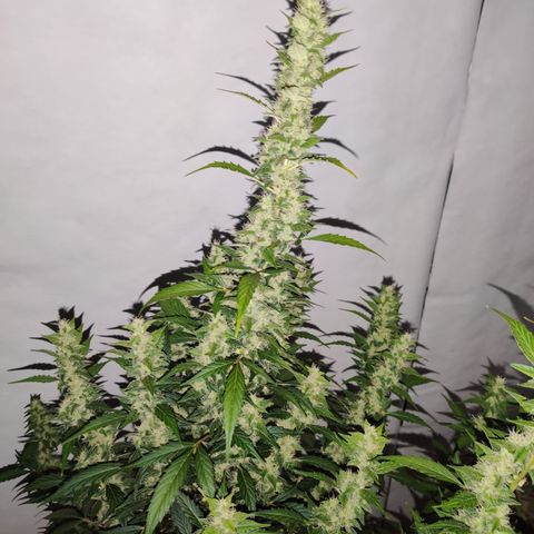 zKiTz growlog timeline photo